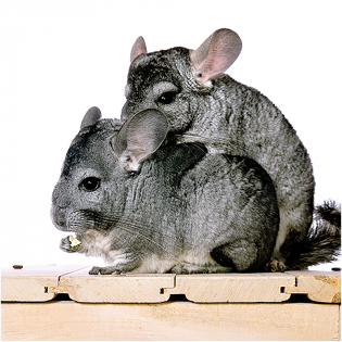 3D Greeting Card Hungry Chinchilla