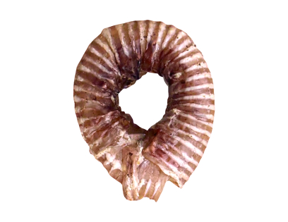 Beef trachea roll (donut) (labelled)