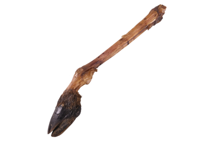 Patte de cerf avec sabot vrac