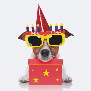 Carte voeux 3D Birthday dog
