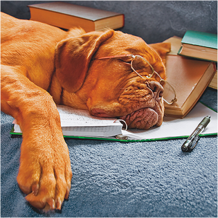 3D Wenskaart Sleeping dog