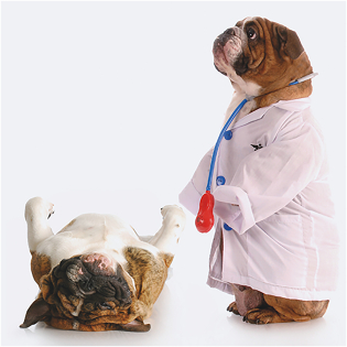 3D Wenskaart Doctor Dog