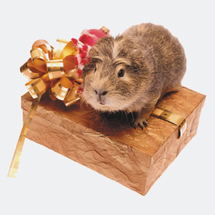 3D Greeting Card Guinea Pig Present