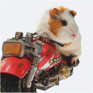 3D Wenskaart Biker Guinea Pig