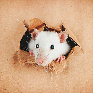 3D Greeting Card Curious Mouse