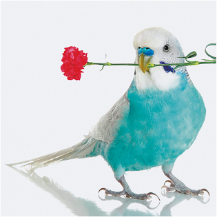 3D Wenskaart Flower Bird