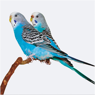 3D Wenskaart Parakeet on tree