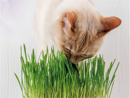 Cat grass 170g