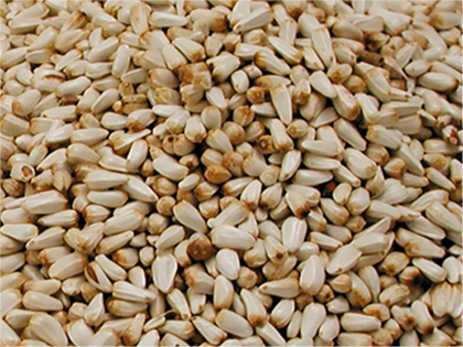 Grains et graines simples - Nourriture - OiseauxMillet francais en grappes  jaunes 1 kg - Vadigran