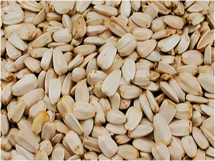 Sunflower seed large white 10 kg