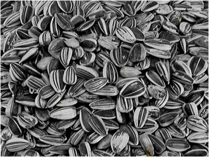 Petites Graines de Tournesol striées 500g