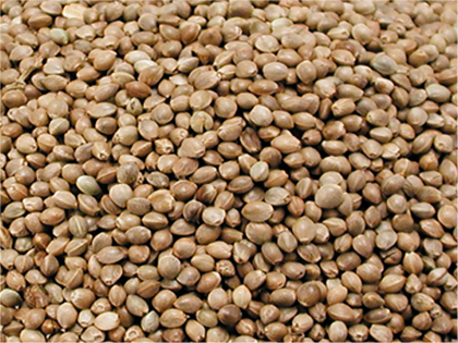 Hempseed birdfood 3,5 kg