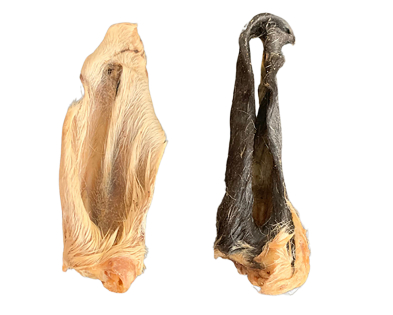 Lamb ear with hair 13-15cm vrac