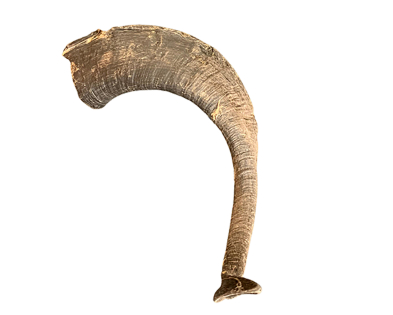 Geitenhoorn 25-30cm los