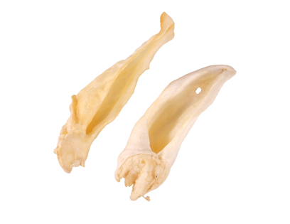 Goat ears bulk