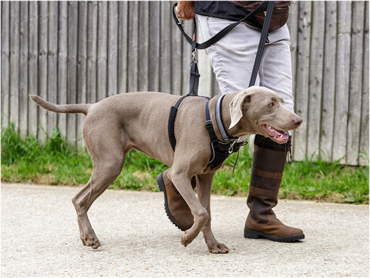 Best harness deals for weimaraner