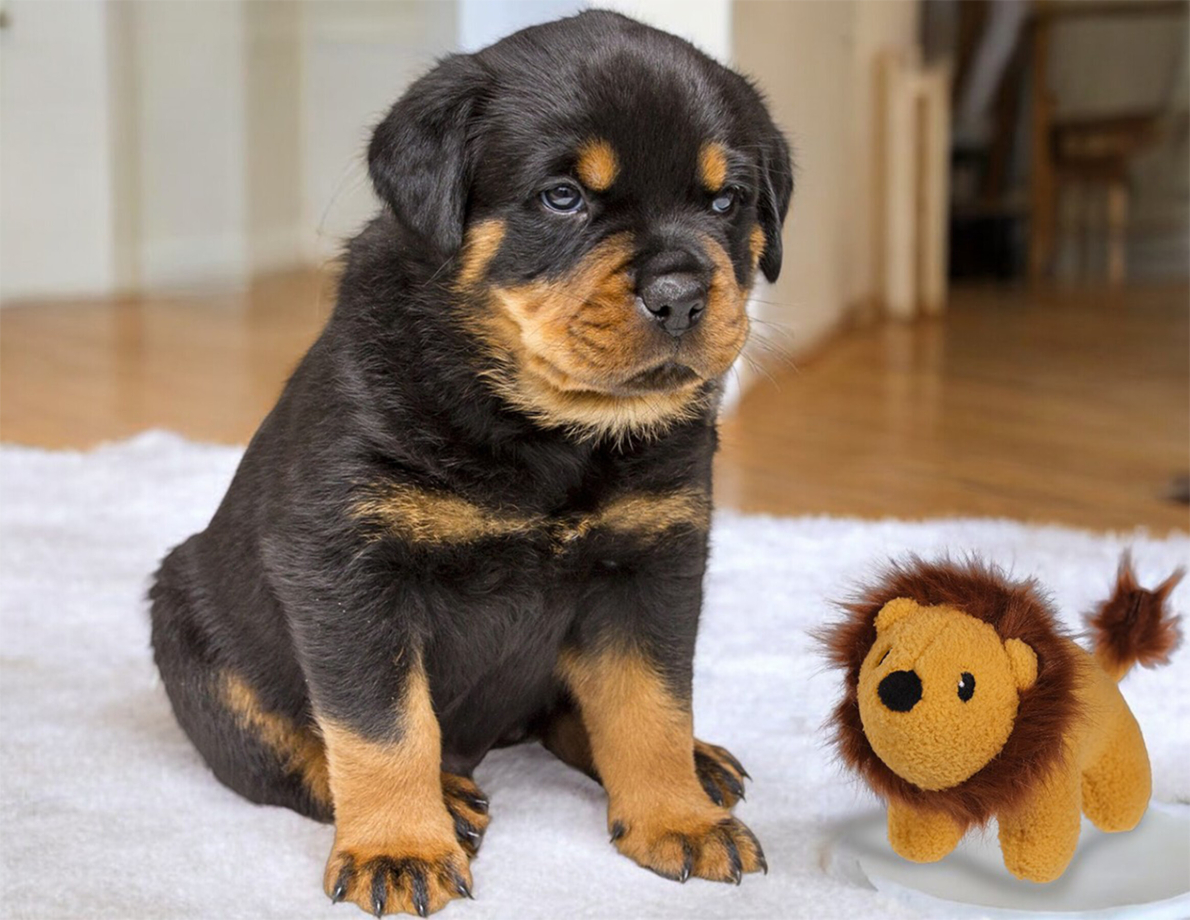 Pluche Hond Knuffel - Schattig Dierenkussen Pluche Speelgoed Pluche Hond Knuffel - Schattig Dierenkussen Pluche Speelgoed