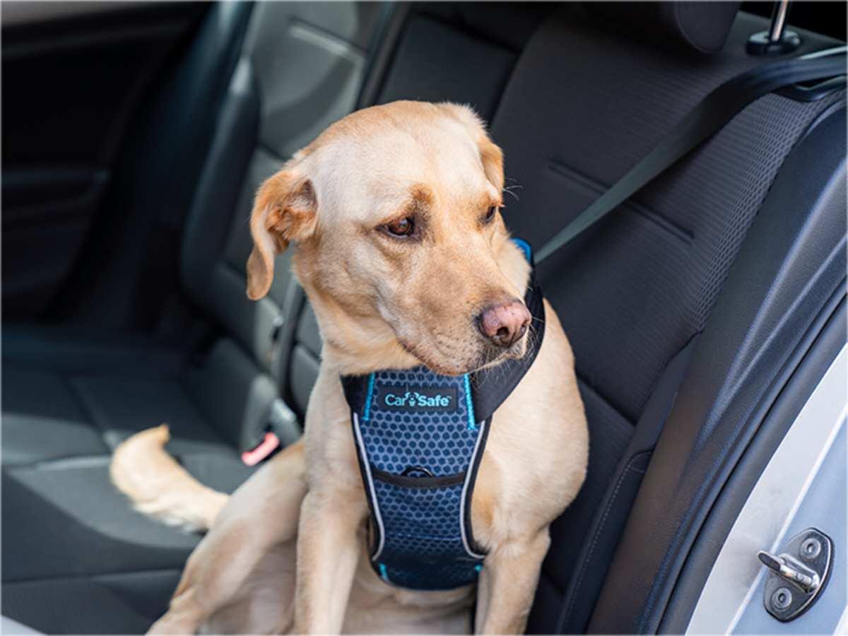 Accessoires de transport - Transport - ChienHarnais chien CarSafe Crash  Tested XS - Vadigran