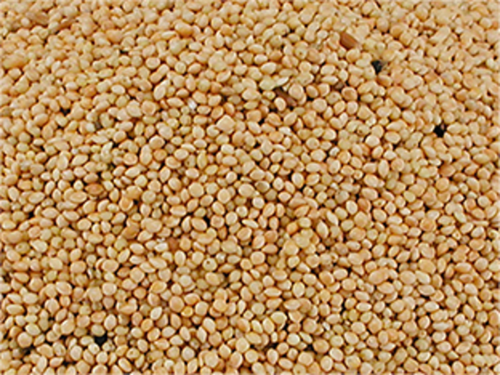 Grains et graines simples Nourriture OiseauxMillet rond blanc 20 Kg Vadigran