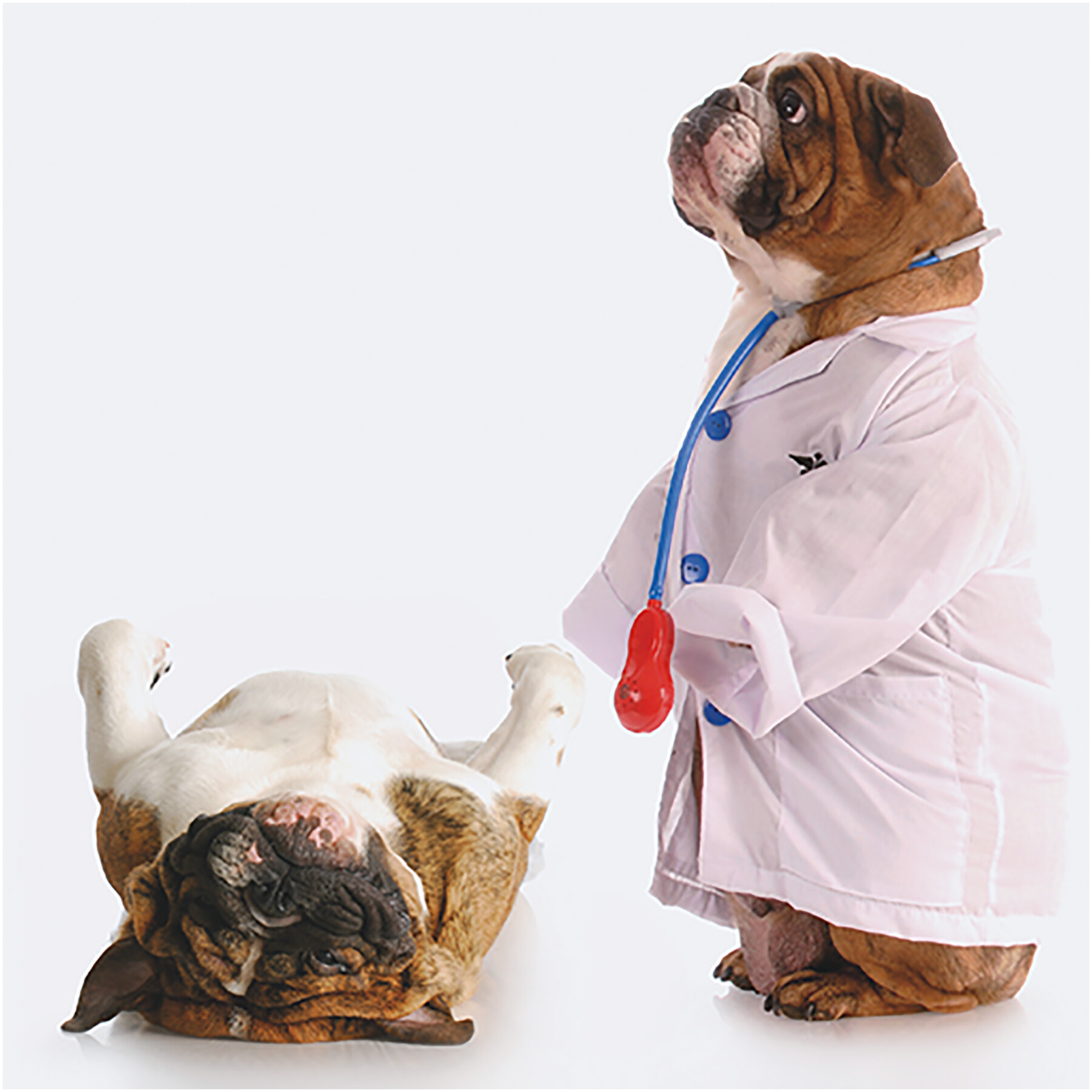 Greeting cards Decoration Dog3D Greeting Card Doctor Dog Vadigran