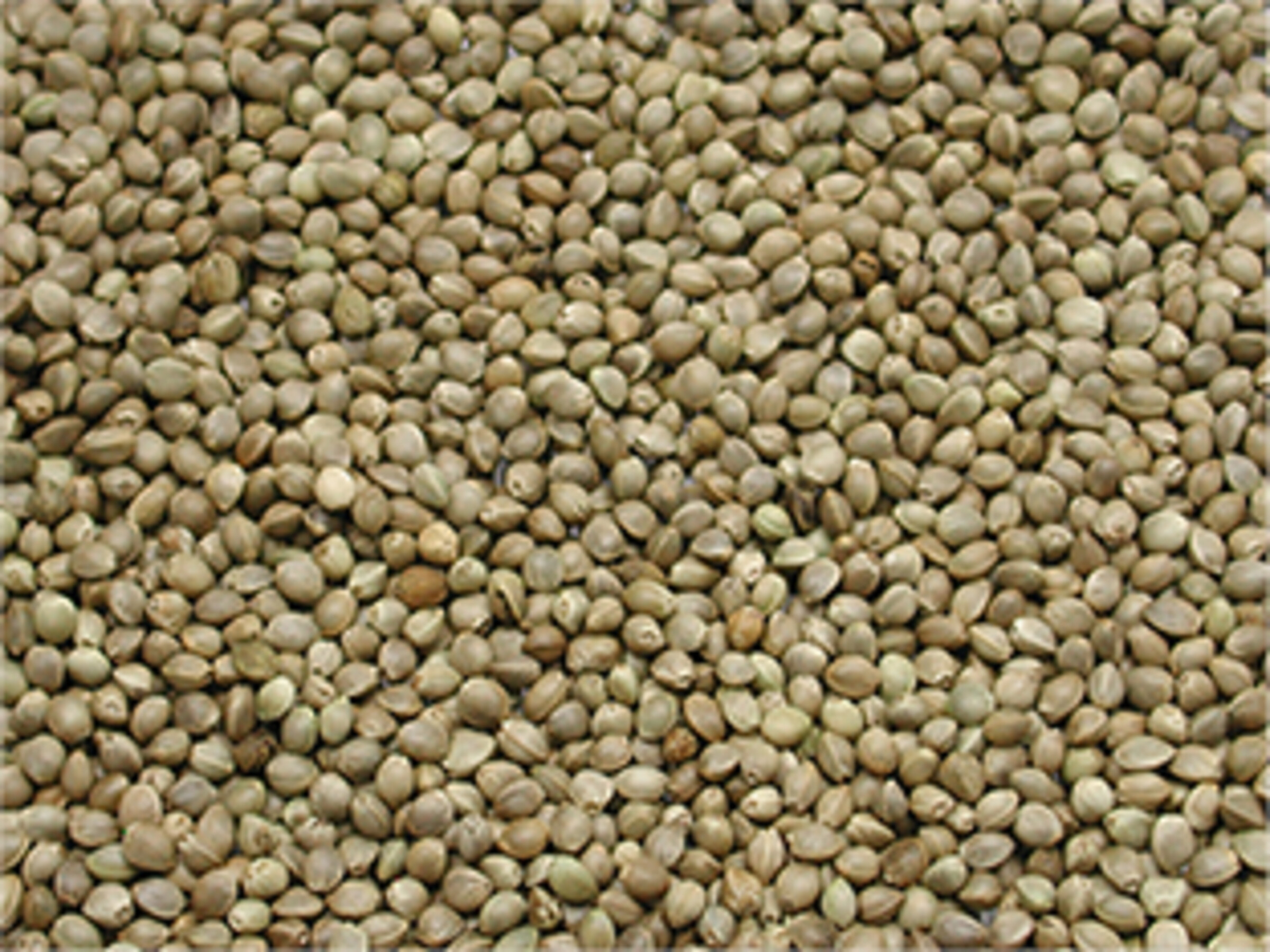 Single grains and seeds - Food - BirdsBig hempseed fish bait 800 gr -  Vadigran