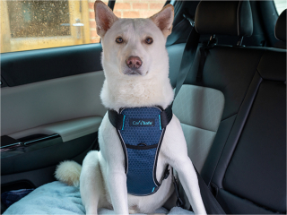 Dog car harness crash tested sales