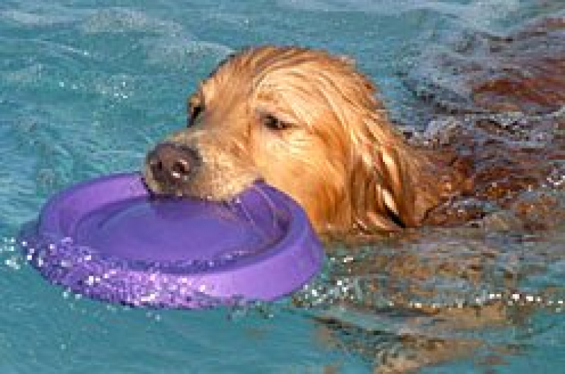 Starmark-dog-swimminh.jpg